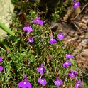 Lobelia erinus 'Riviera rose'